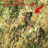 Rougherl – der kleine Bärenkobold 40 cm Teddybär von Hermann-Coburg Rougherl – der kleine Bärenkobold 40 cm Teddybär von Hermann-Coburg