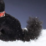 Sitz-Kater by Hermann-Coburg Sitz-Kater by Hermann-Coburg