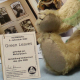 Teddy Green Leaves der HERMANN Jahresb�r 2000 von Hermann-Coburg