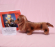 Pl�schhund Dackel von Hermann-Coburg